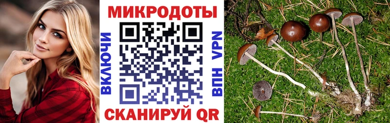 Купить закладки  Дубовка  Псилоцибиновые грибы мицелий 